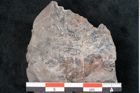Foto (Detailansicht) von Sphenopteris acutifolia Brongniart (NHMW-GEO-2024-0188-10795)